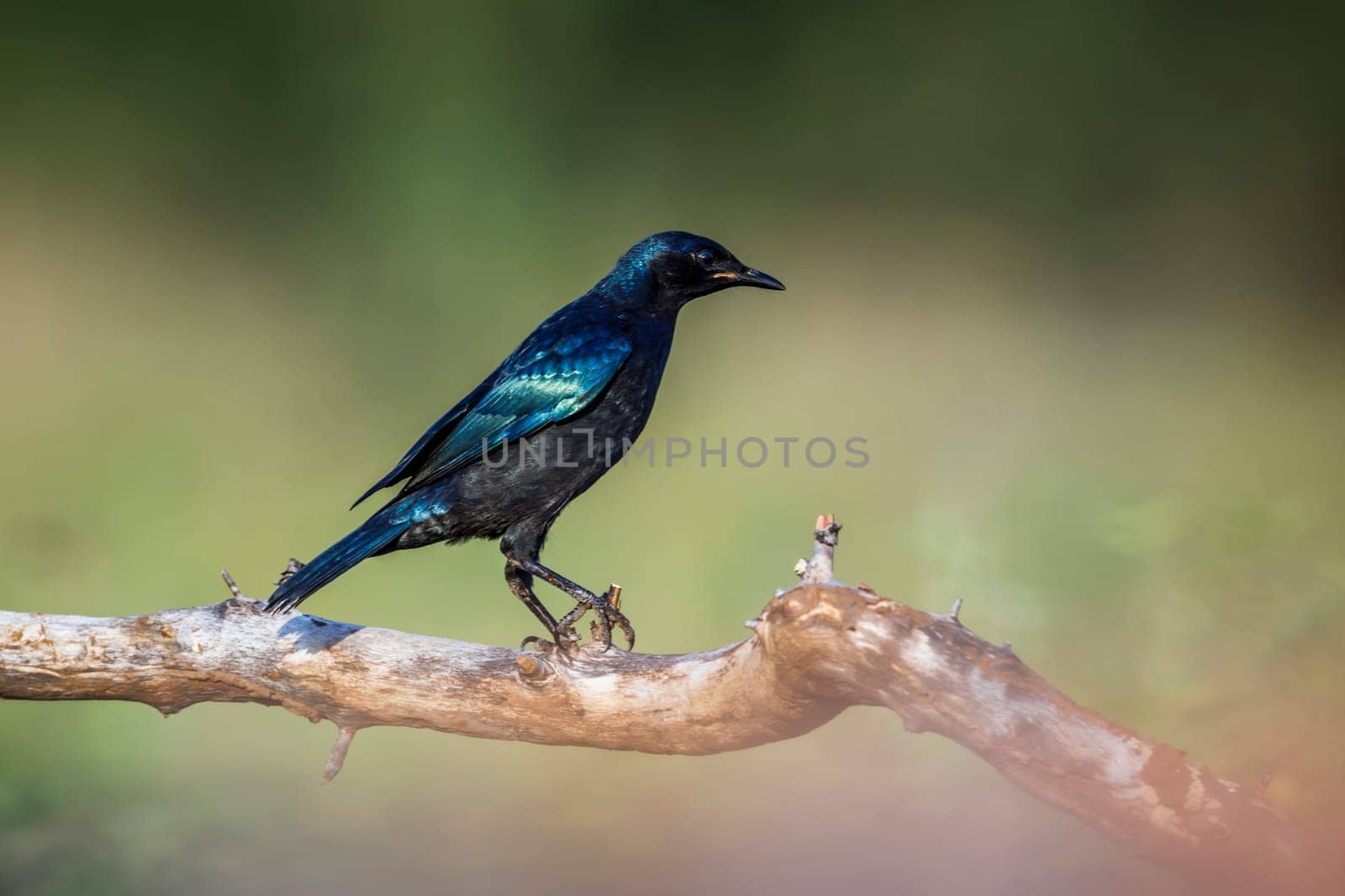 Burchell Glossy Starling in Kruger National park, South Africa by PACOCOMO