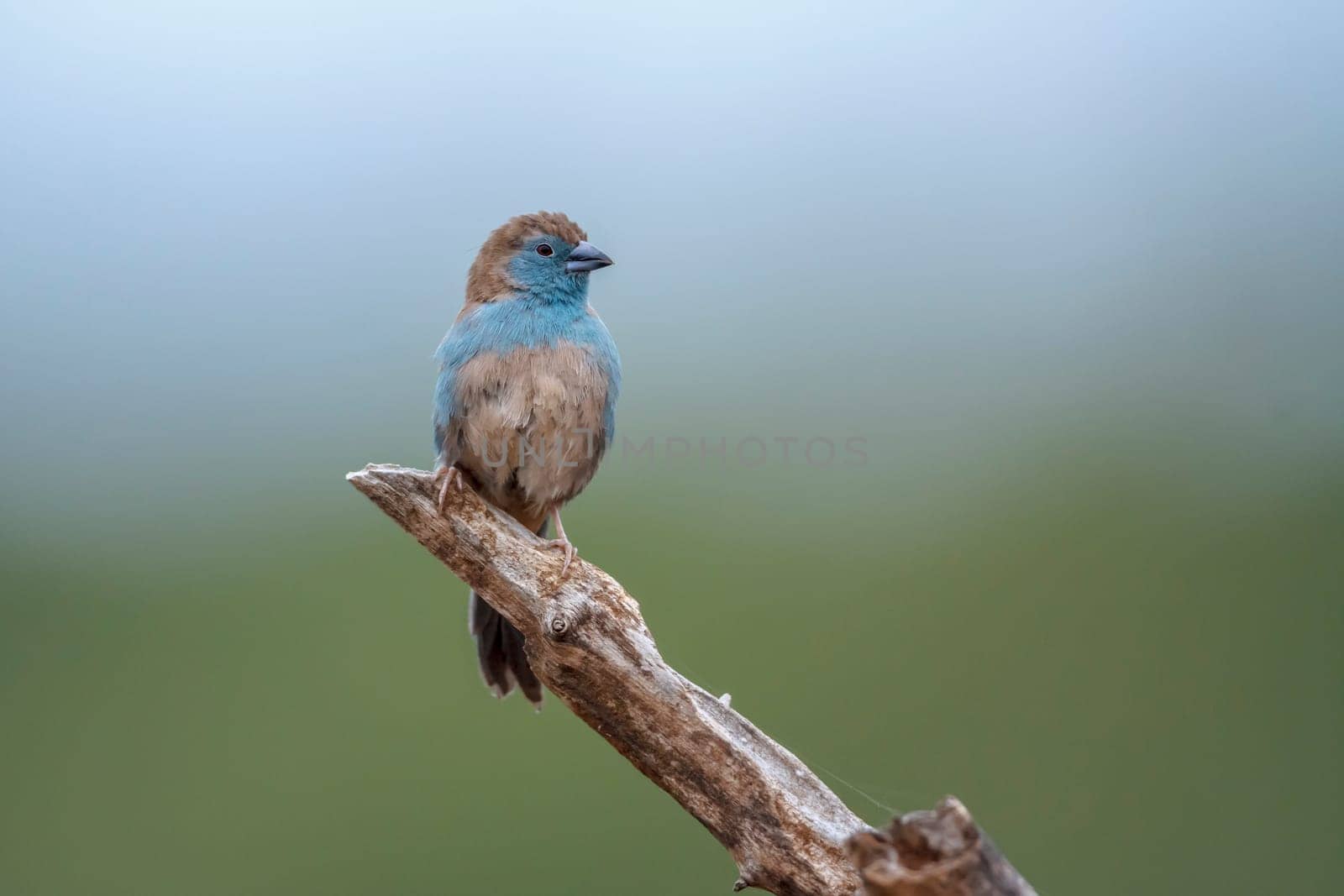 Blue-breasted Cordonbleu standing on a branch isolated in natural background in Kruger National park, South Africa ; Specie Uraeginthus angolensis family of Estrildidae