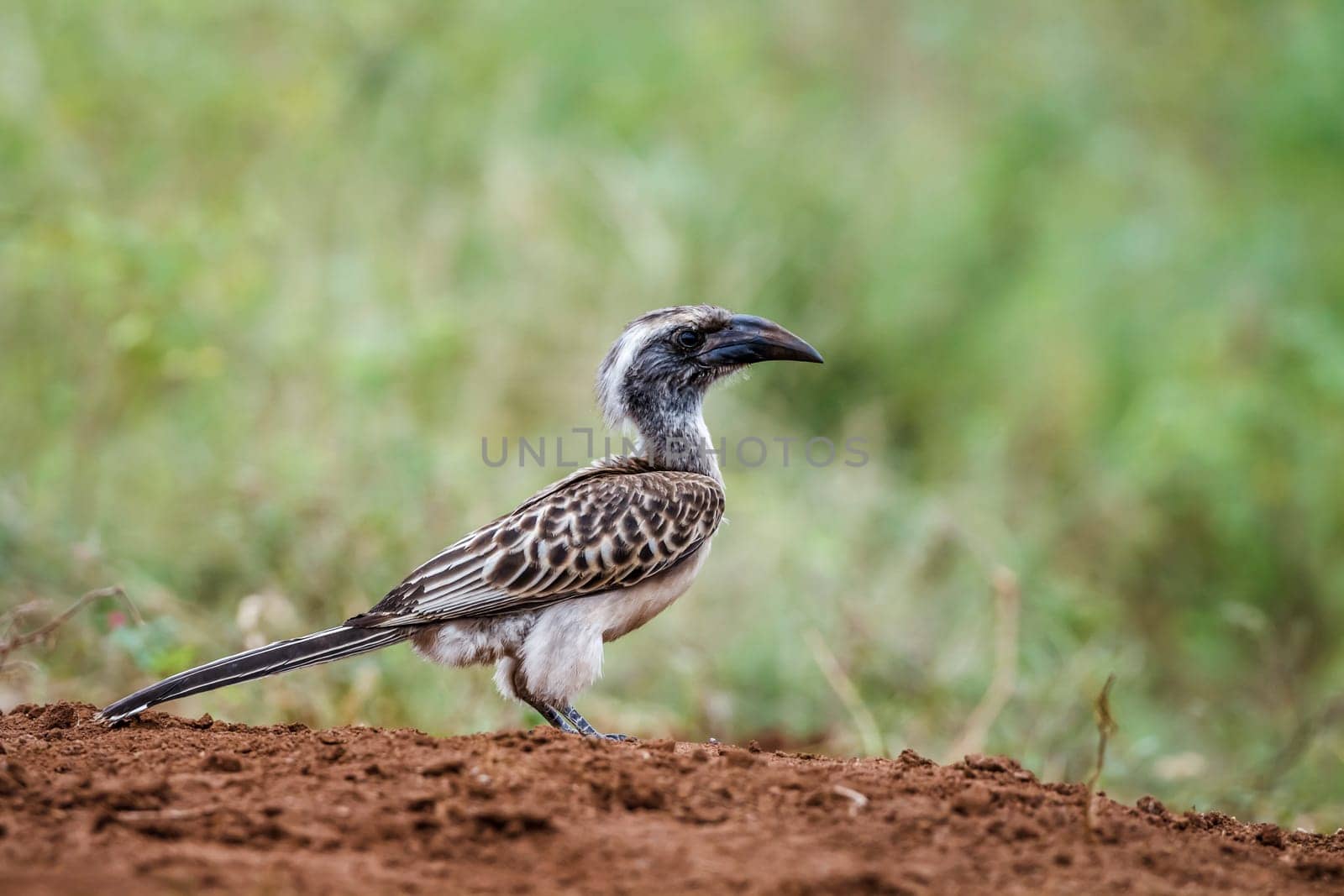 African Grey Hornbill by PACOCOMO