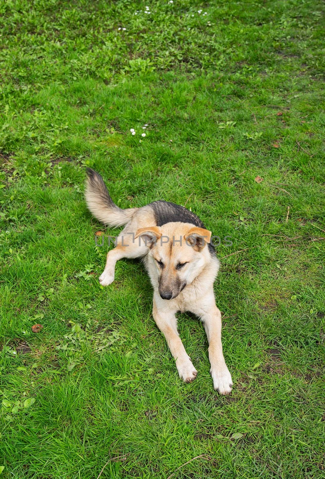 An adult shepherd lies in the grass. Walk outdoors. Healthy and happy dog