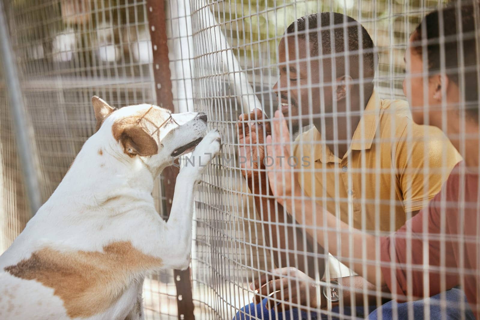 Fence, dog or couple with empathy at an adoption shelter or homeless center for dogs helping rescue animals. Love, hope or happy black people bonding with hands and paws with an excited puppy or pet.