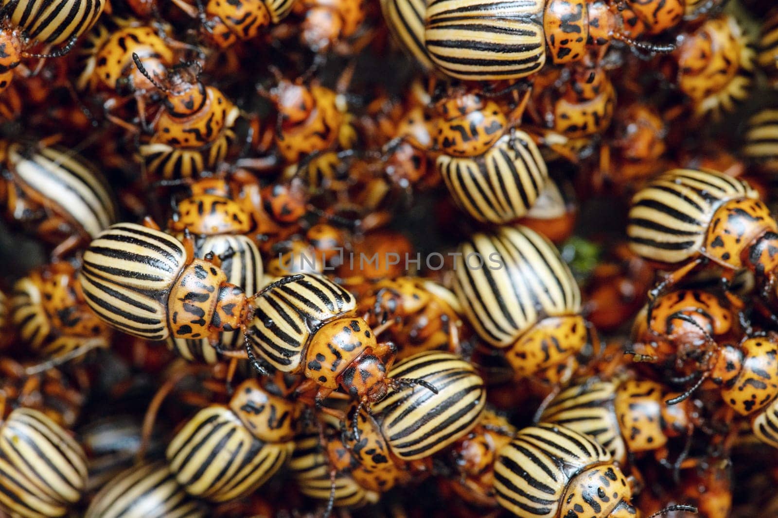 A lot of Colorado potato beetles. A plague of Colorado potato beetles threatens the potato crop.