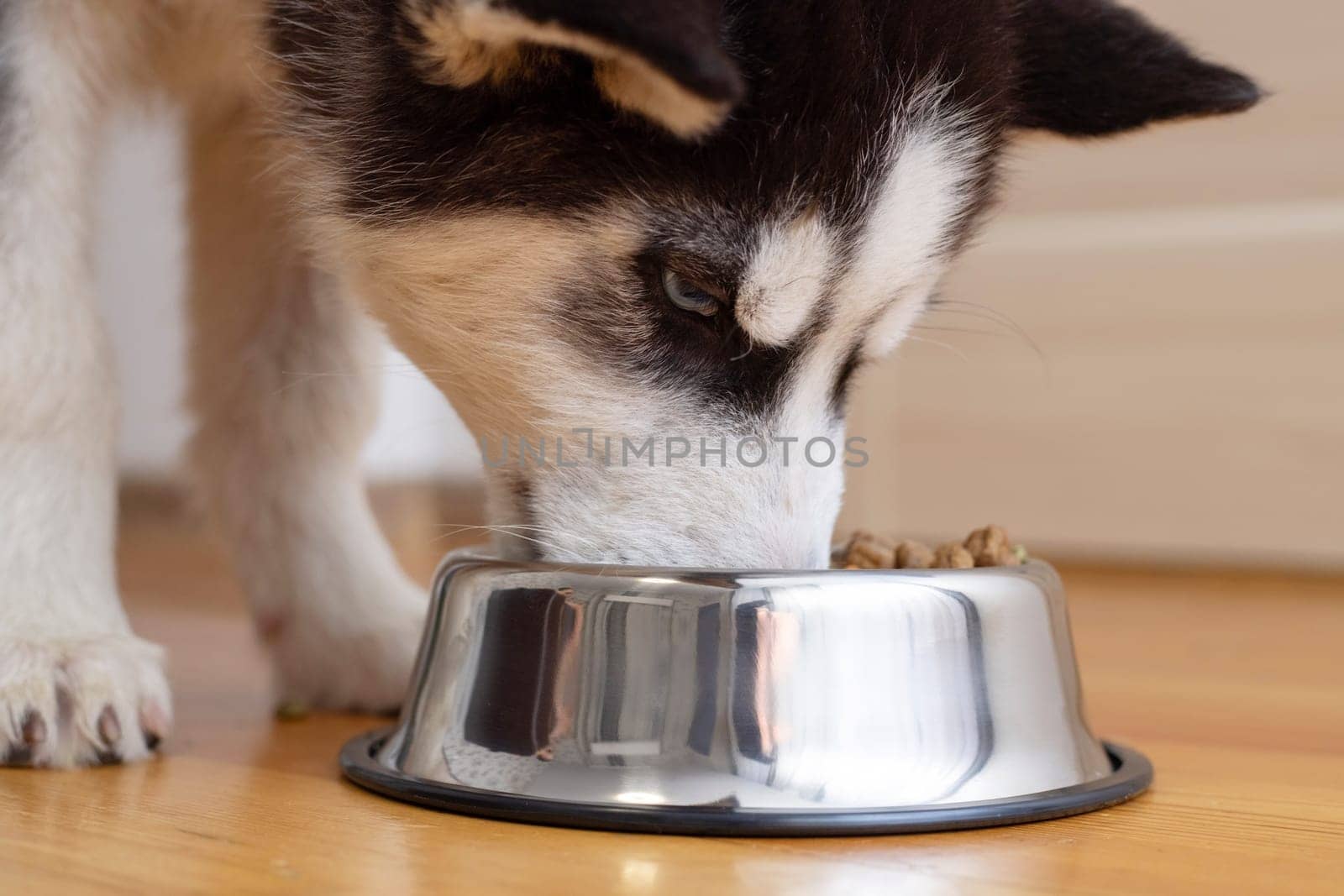 Cute Husky puppy eating from a bowl at home. The puppy is eating food. Adorable pet.