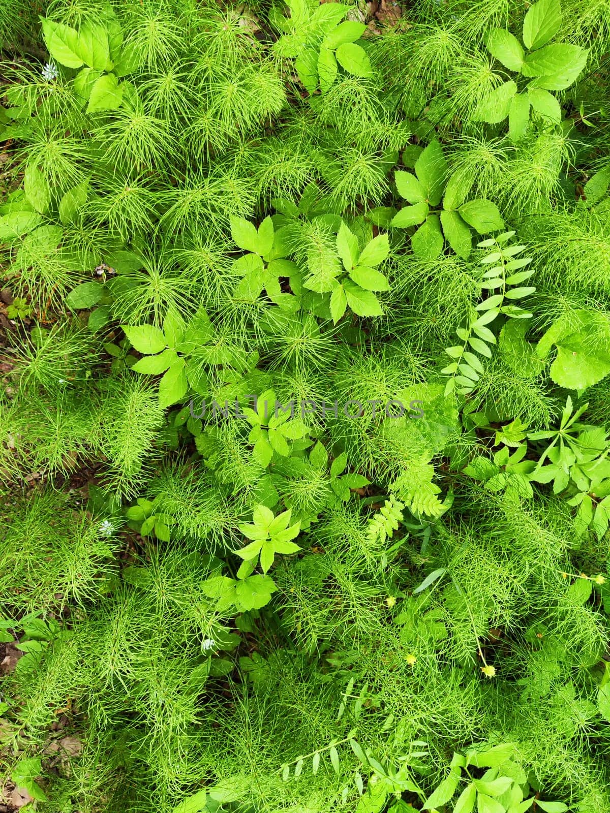 Background with green grass, plants, leaves, greenery on summer or spring day. Background, natural texture, pattern, frame and copy space