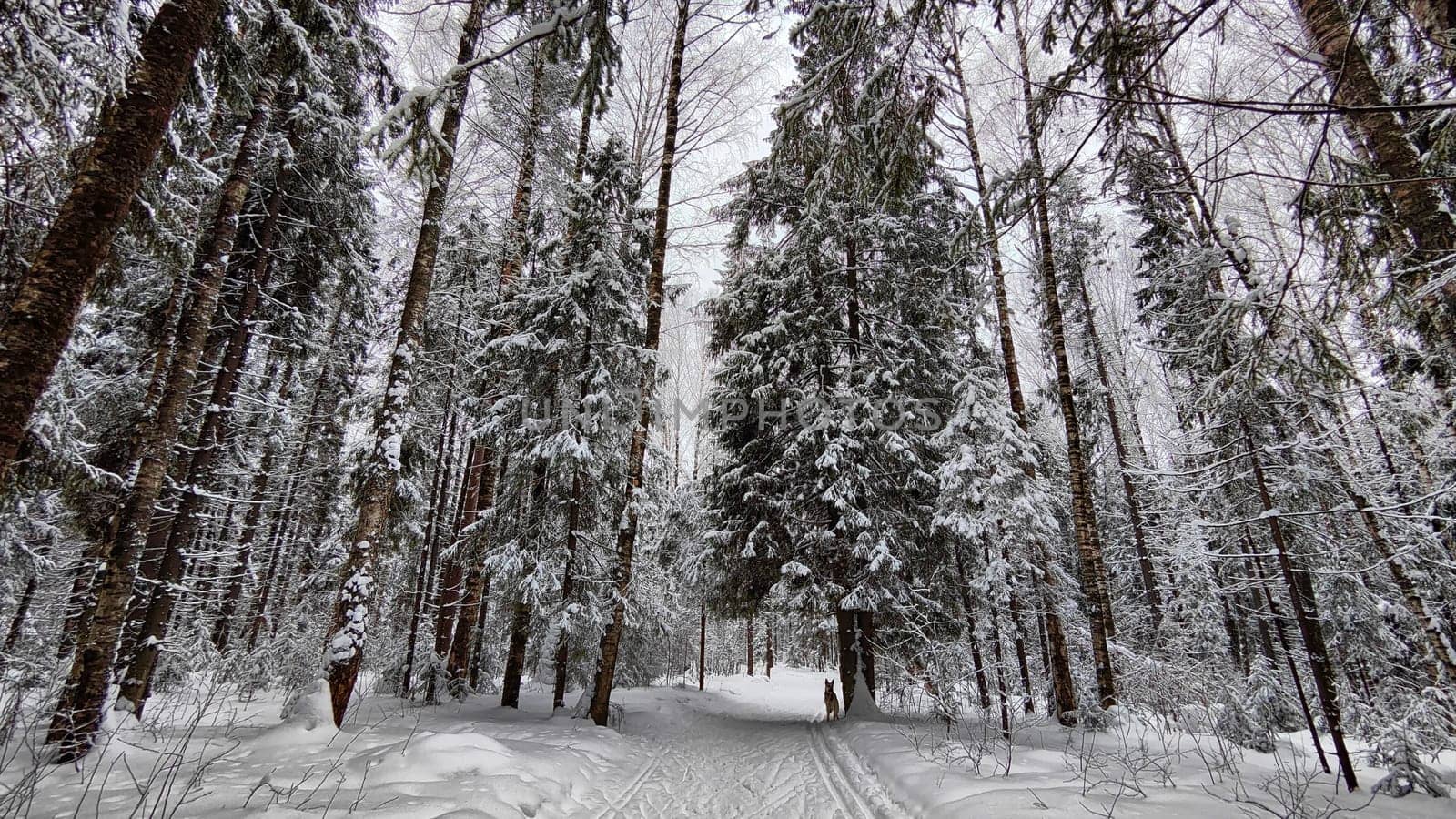 Snow covered trees in the winter forest with road in a cold day. White and black landscape