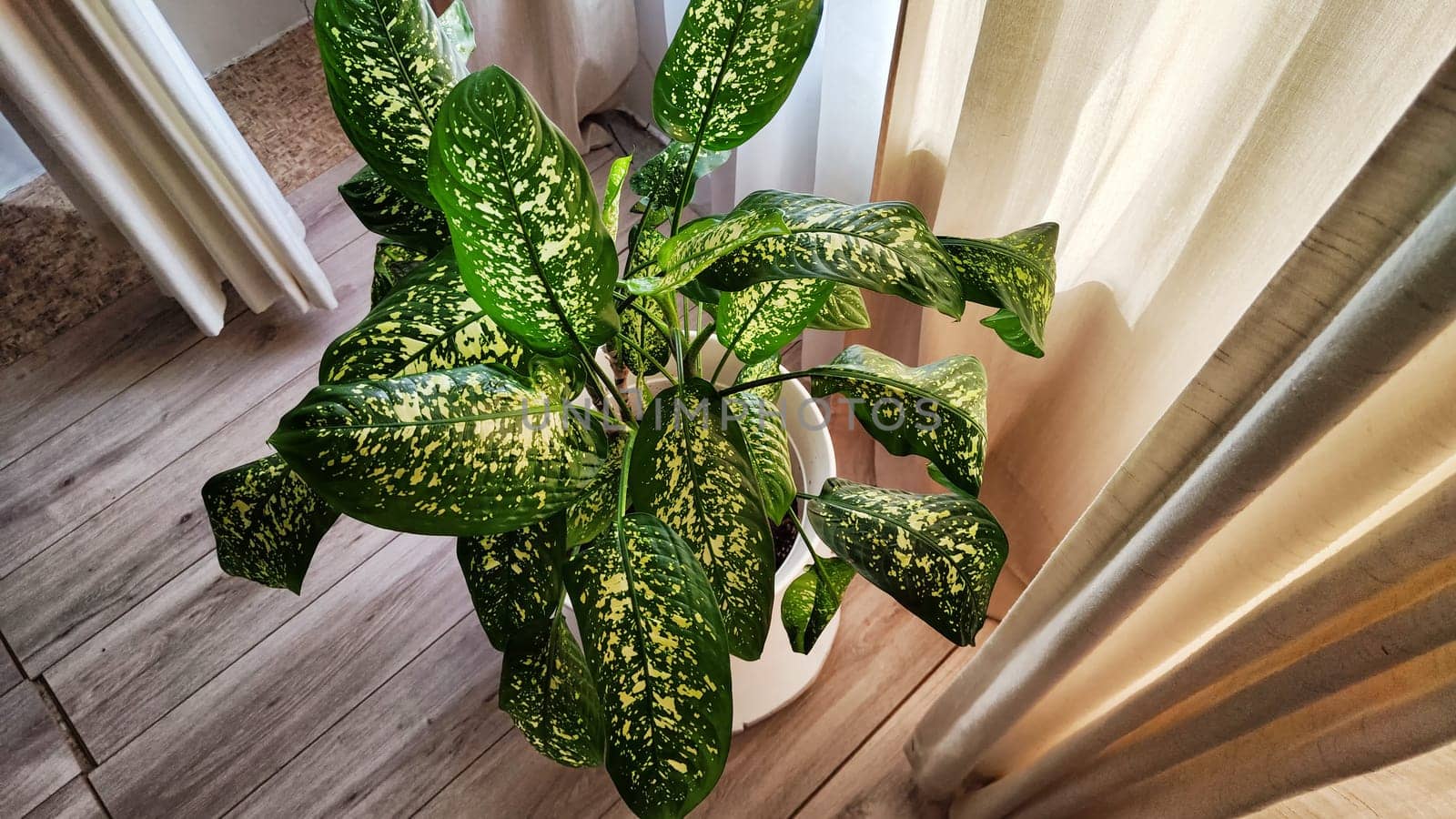 Dieffenbachia plant in a pot on a stool by the window. Retro interior in light colors. Background with plant with green leaves and fabric