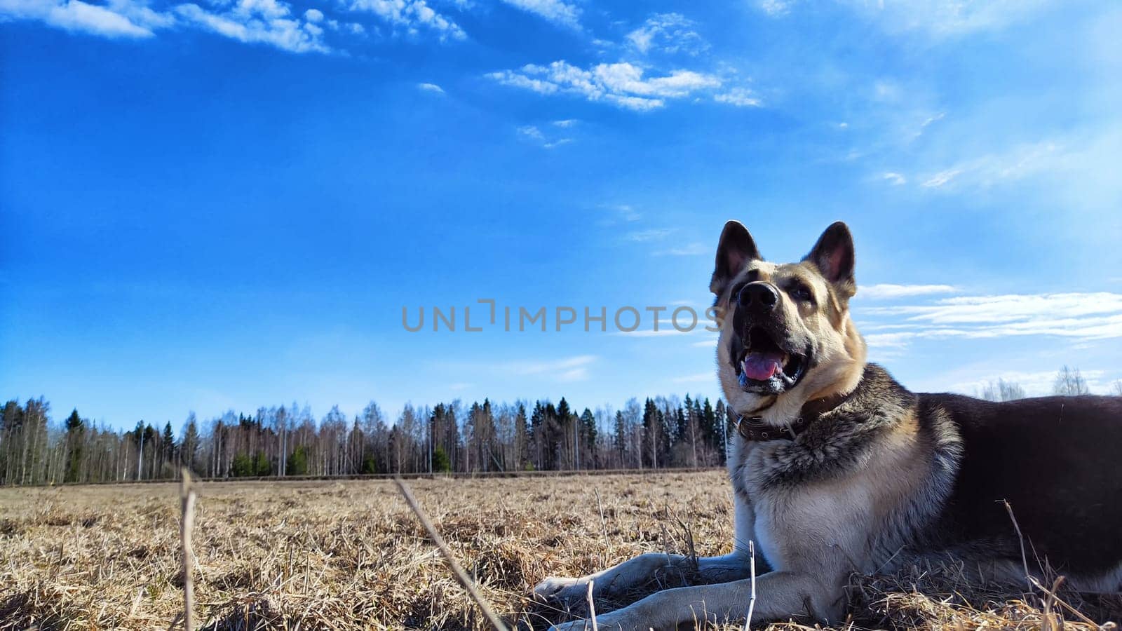 Big Dog German Shepherd in field with dry grass in sunny autumn or spring day. Russian eastern European dog veo on nature