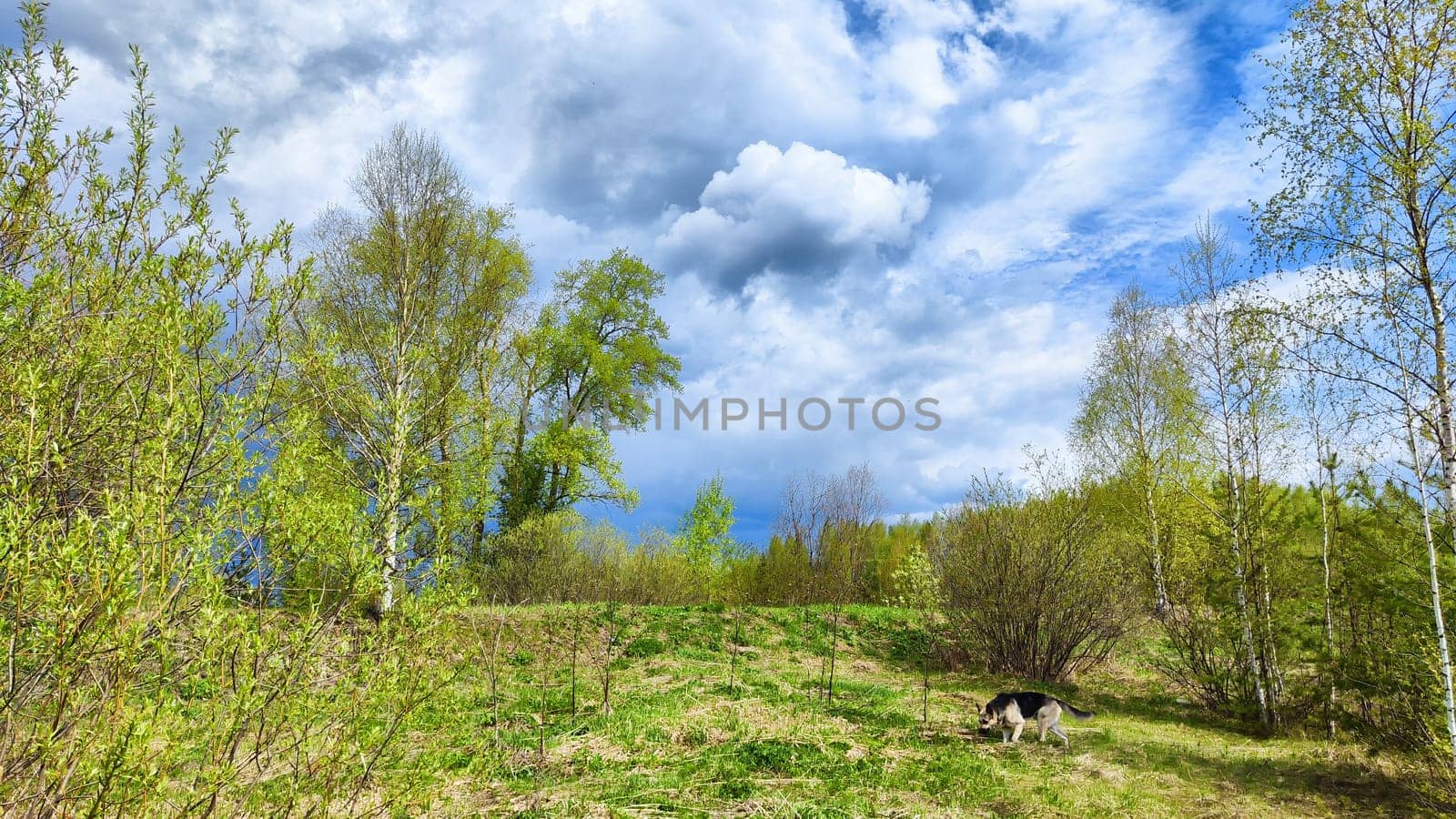 Dark, stormy and rainy clouds over green trees on spring or summer day