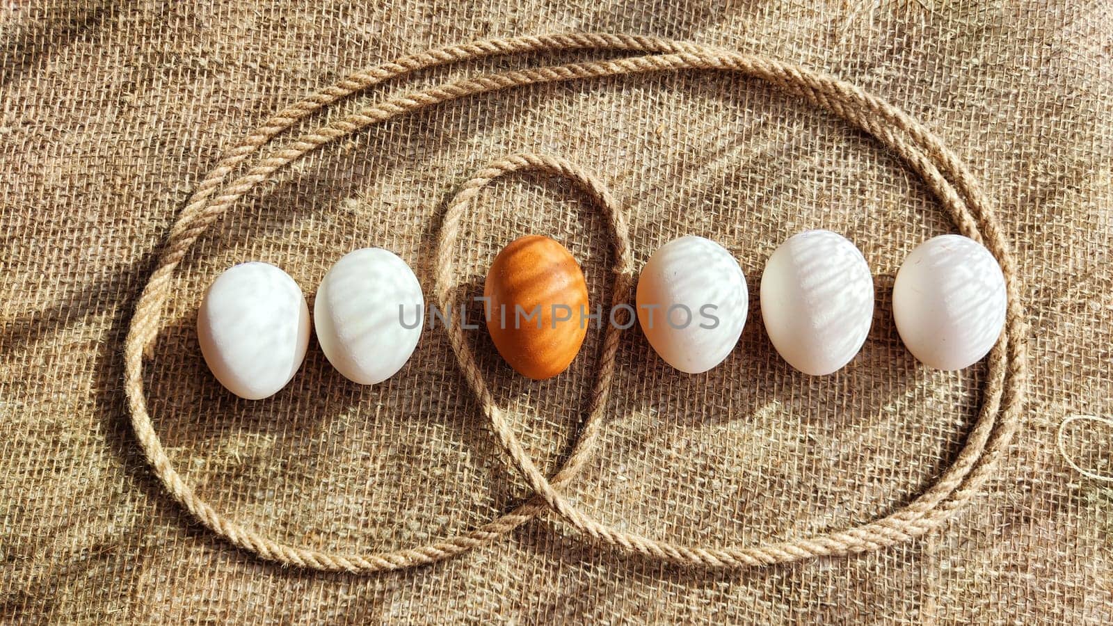Many white eggs and one brown egg on rag jute cloth. Concept of individuality, exclusivity. Bullying, group and confrontation. Leadership and confidence. Agricultural Production of eggs, incubator