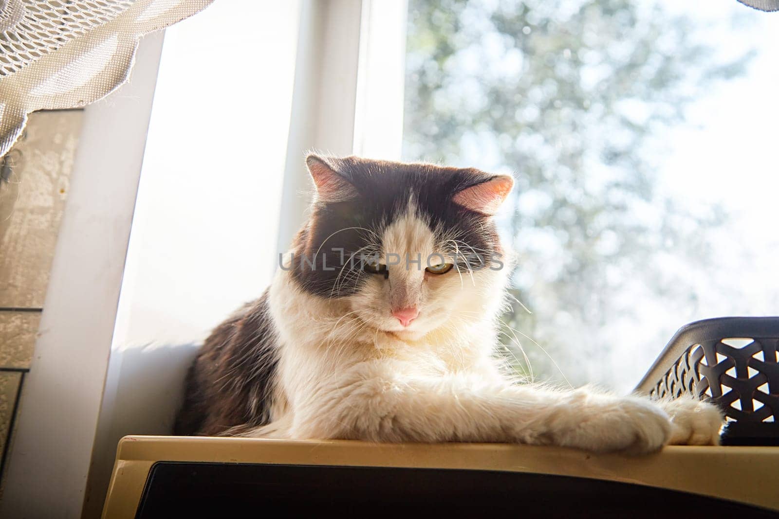 A black and white cat lies on the windowsill in cardboard box and the light from the window