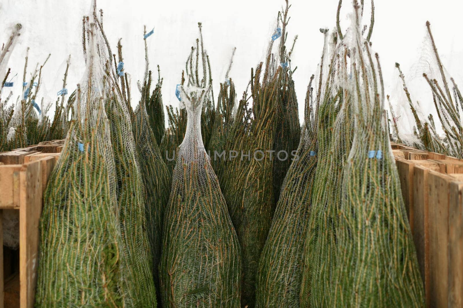Christmas trees wrapped in plastic nets