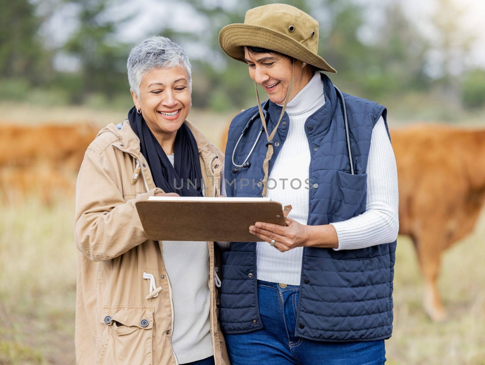 Vet, cow or senior farmer with checklist for animals healthcare wellness or agriculture on grass field. Happy people working in countryside barn farming steak meat livestock or cattle beef production by YuriArcurs
