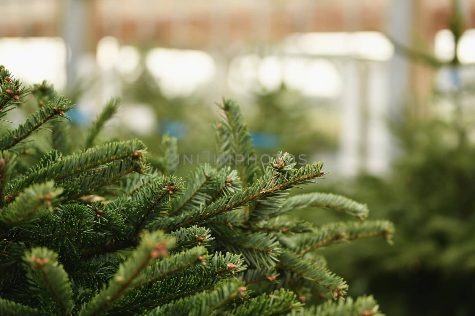 Christmas trees for sale on a market