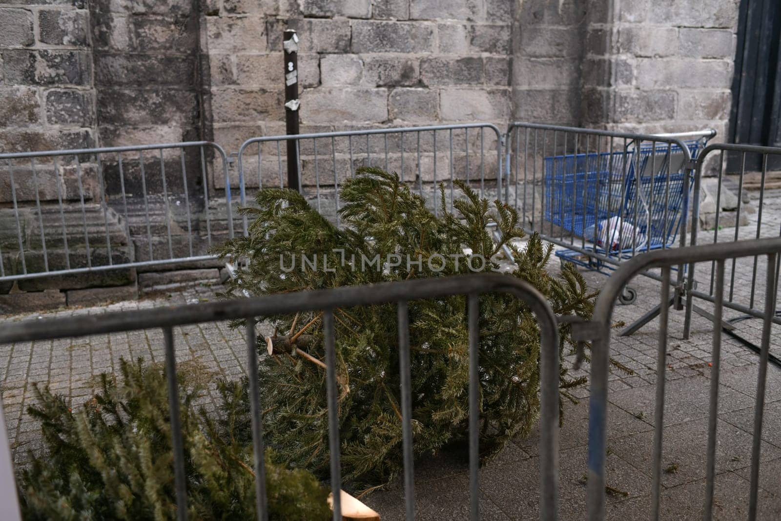 Used Christmas trees behind the fence