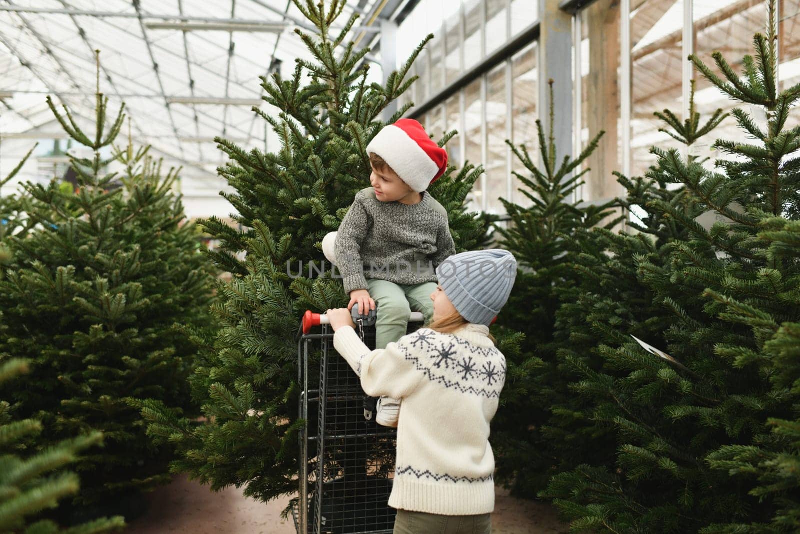 Sister and brother choose a Christmas tree in the market.