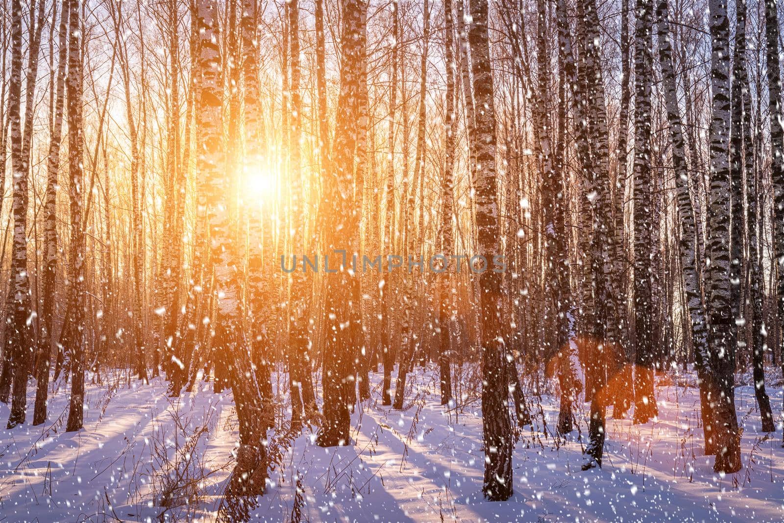 Sunset or sunrise in a birch grove with a falling snow. Rows of birch trunks with the sun's rays passing through them. Snowfall.