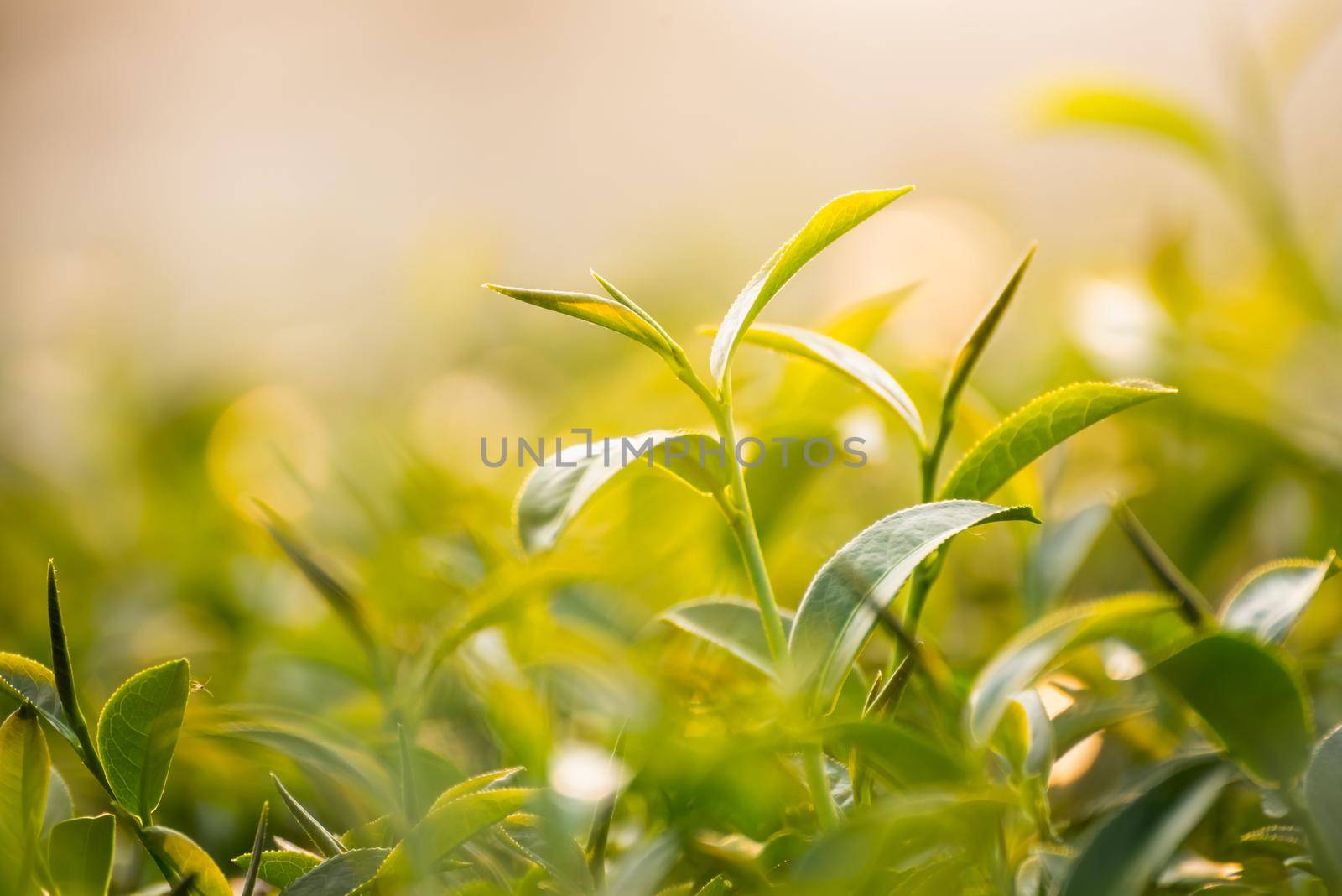 Green tea and fresh leaves, nature green tea concept by Wmpix