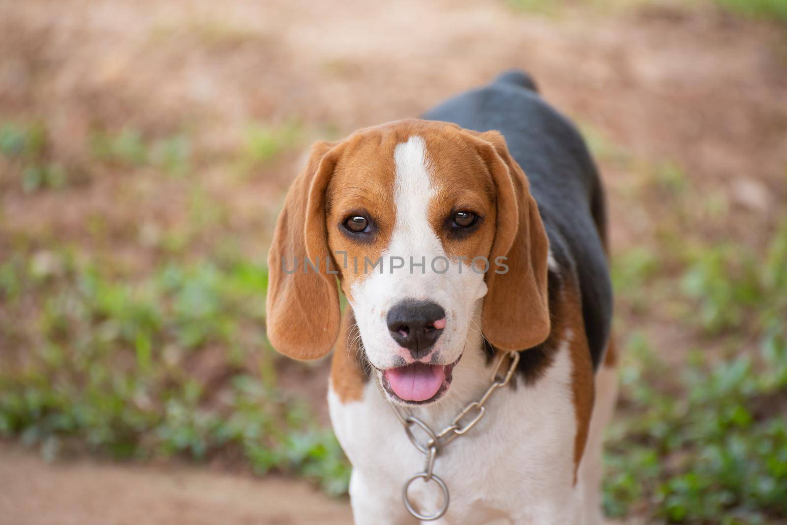 Close up of cute young Beagle playing in field