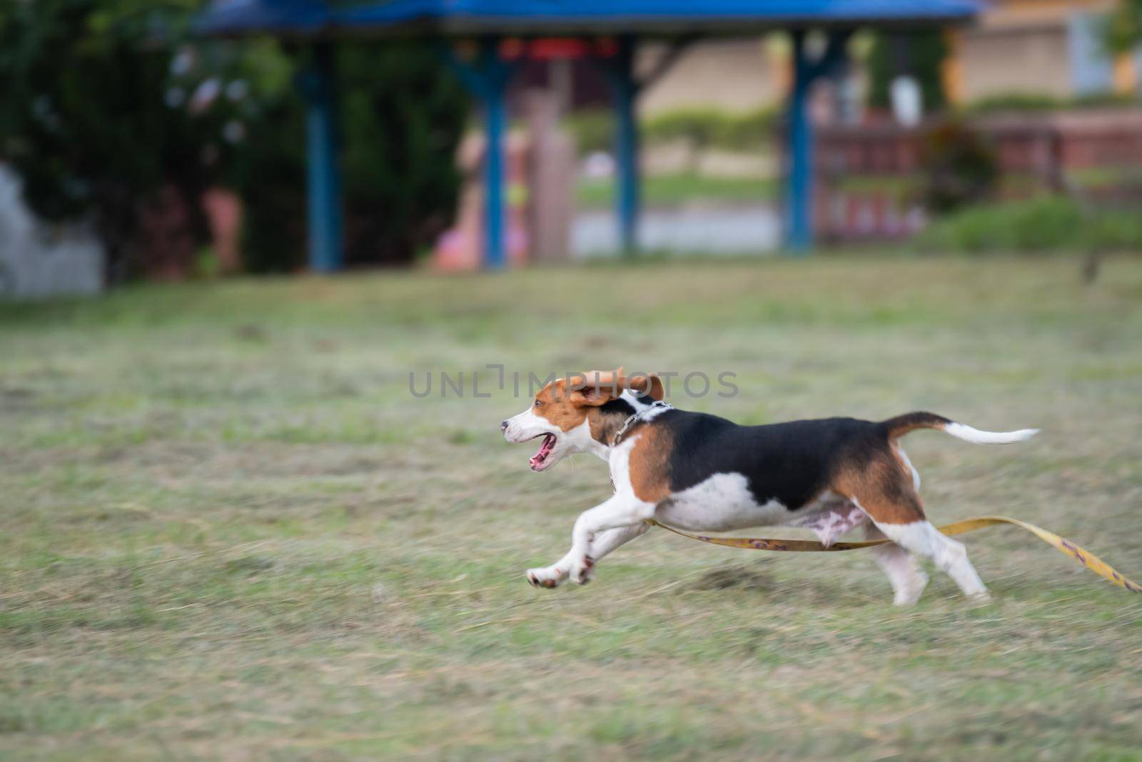 Close up of cute young Beagle running on field