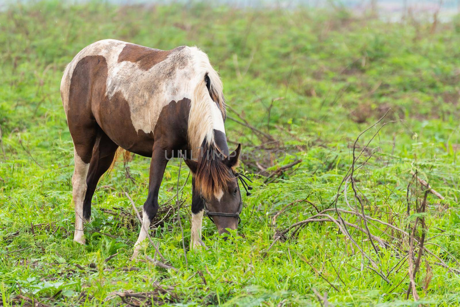 horses standing on the grass field