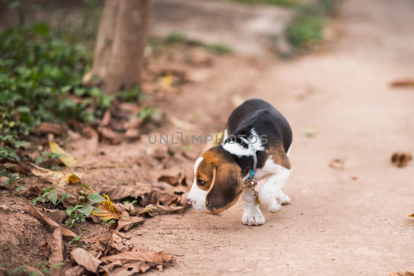 cute puppy beagle walking on the floor