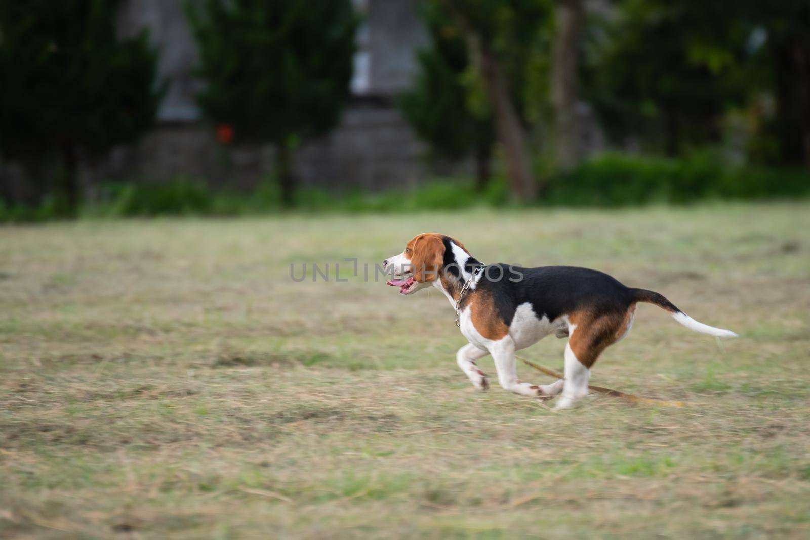Close up of cute young Beagle running on field