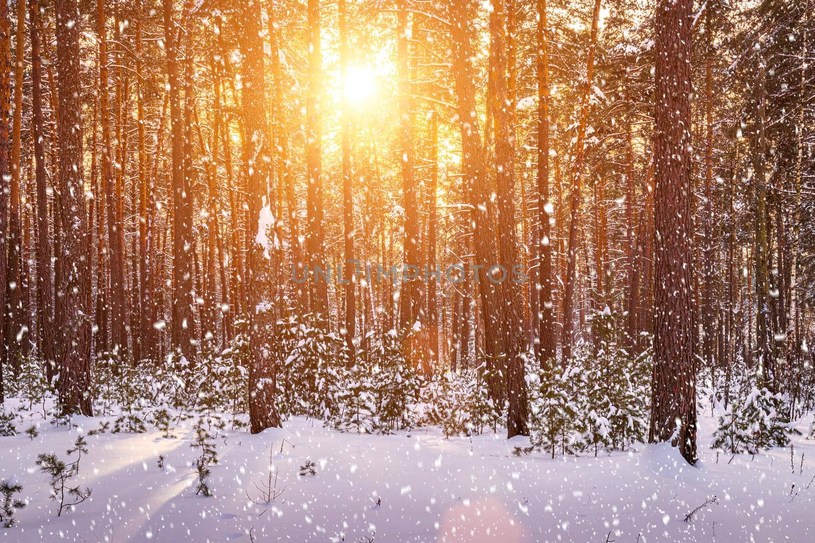 Sunset or sunrise in the winter pine forest with falling snow. Rows of pine trunks with the sun's rays passing through them. Snowfall.