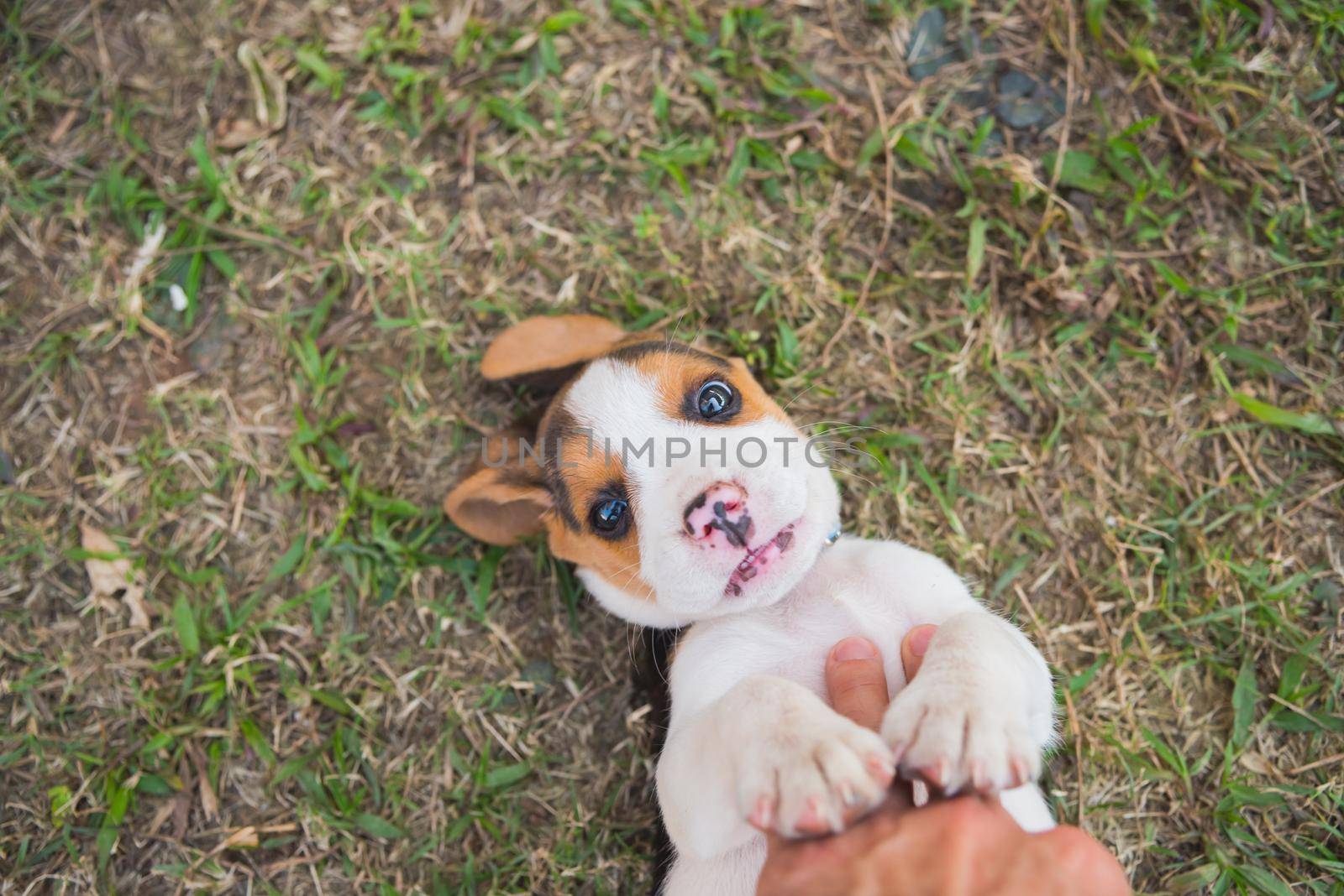 puppy beagle playing on the grass floor