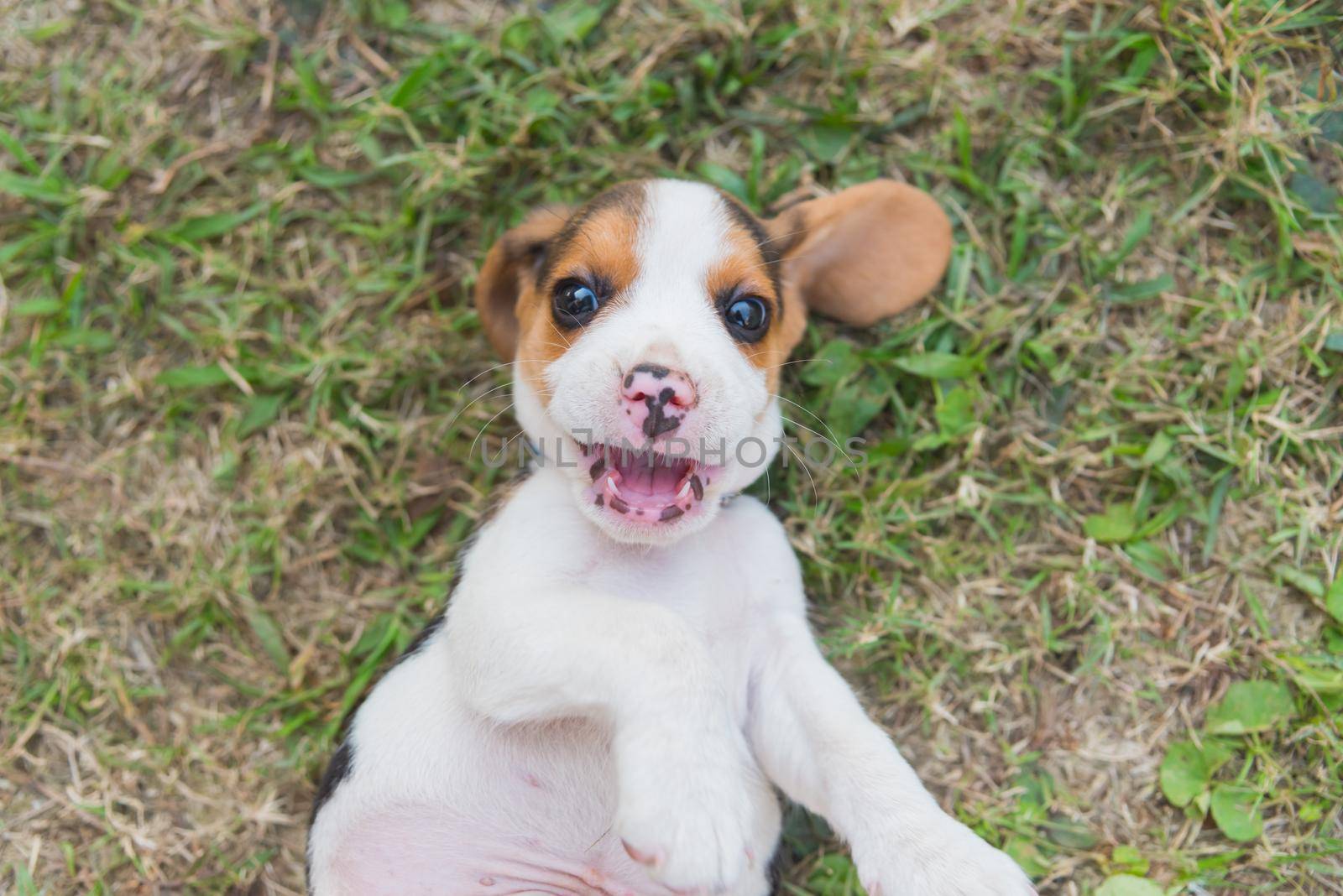 puppy beagle playing on the grass floor