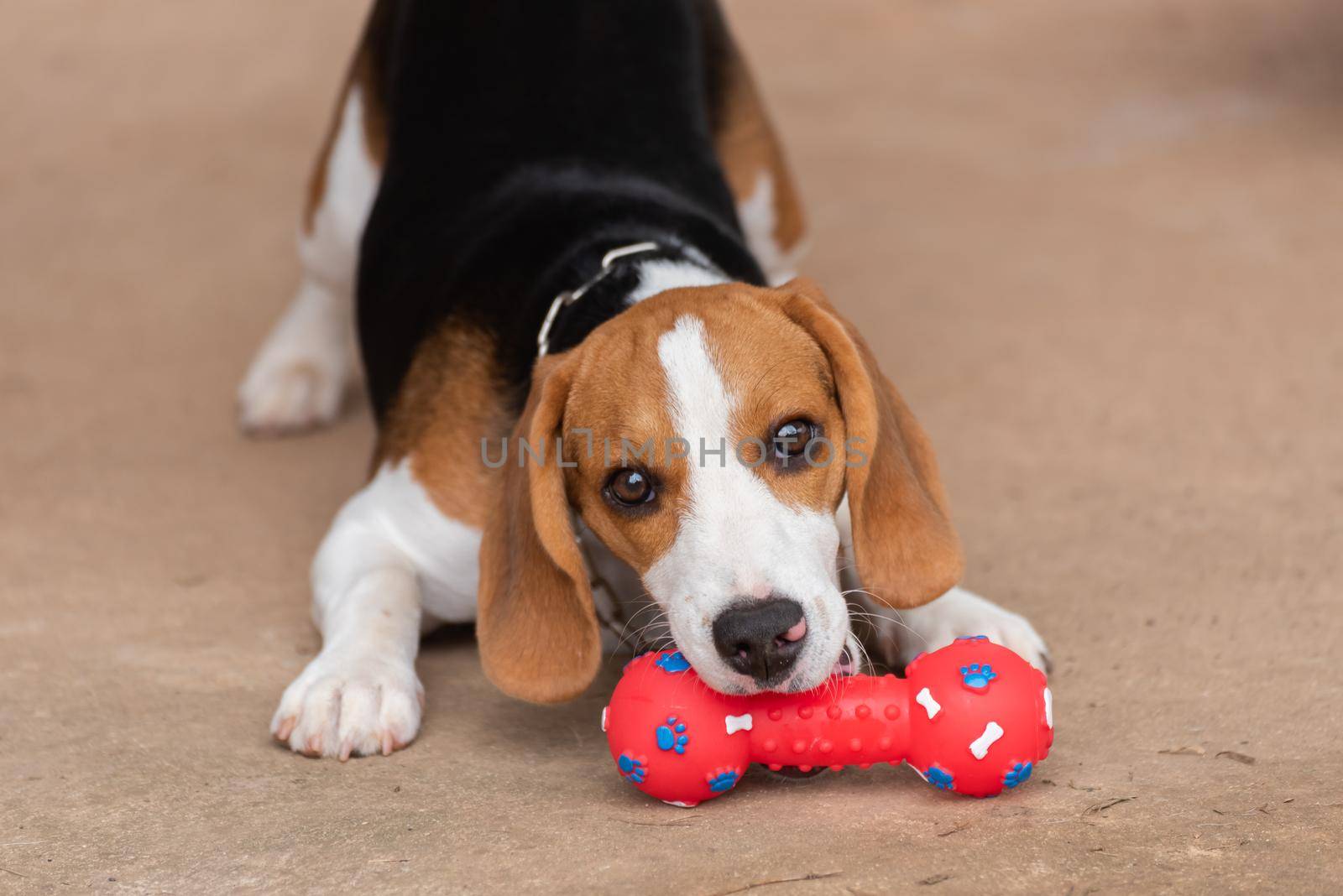 Cute beagle with his toy, animal life concept by Wmpix