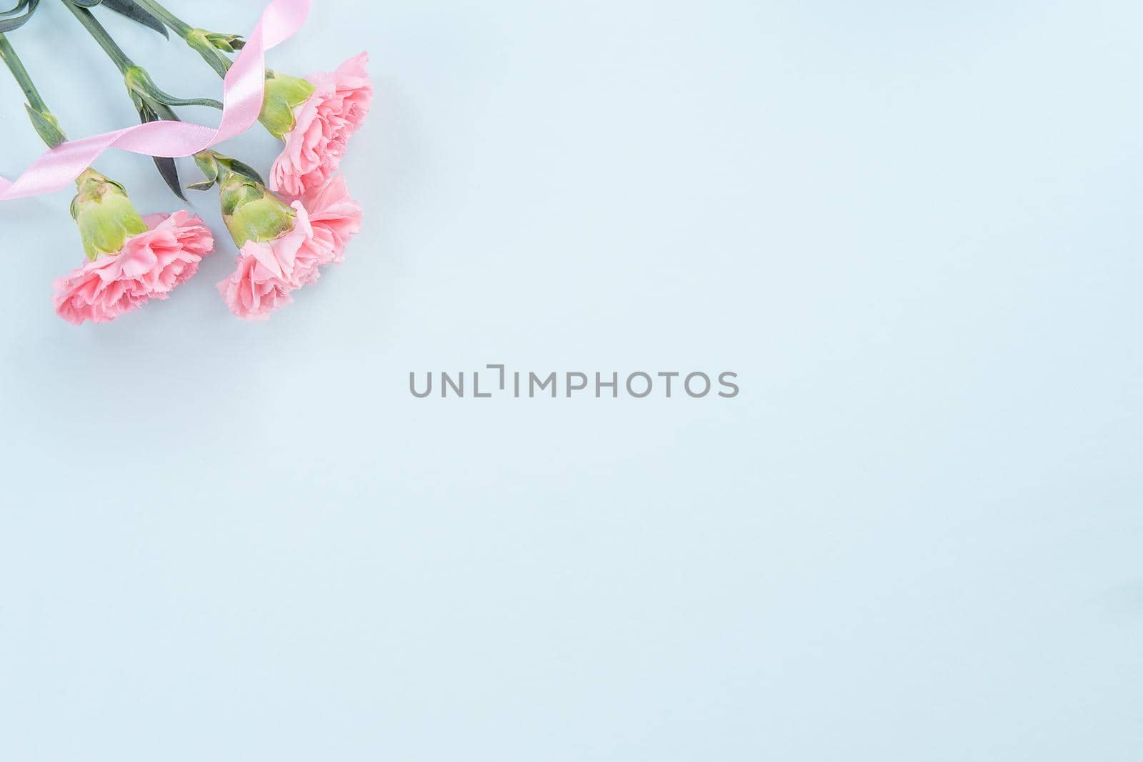 Beautiful, elegant pink carnation flower over bright light blue table background, concept of Mother's Day flower gift, top view, flat lay, overhead by ROMIXIMAGE