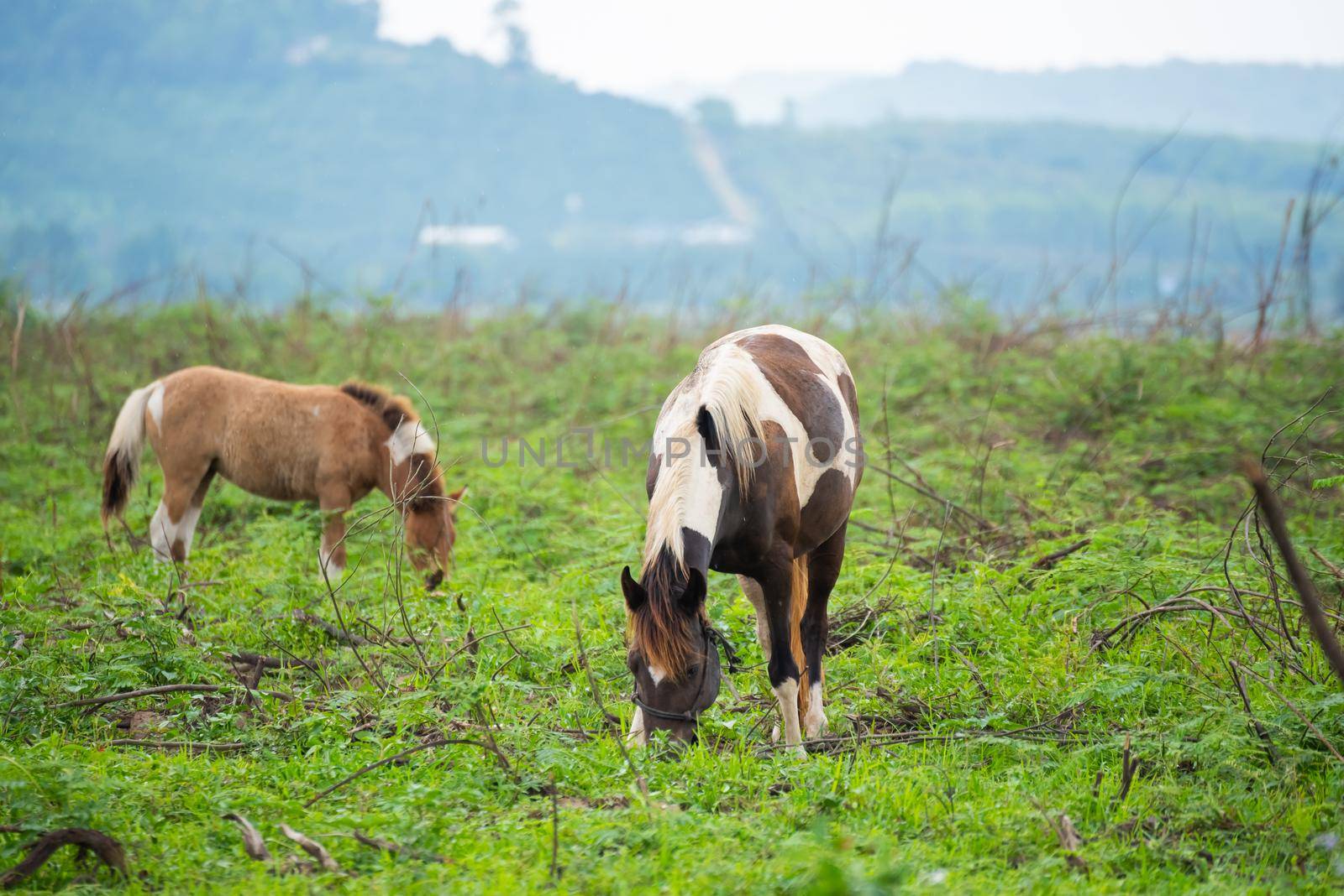 horses standing on the grass field by Wmpix