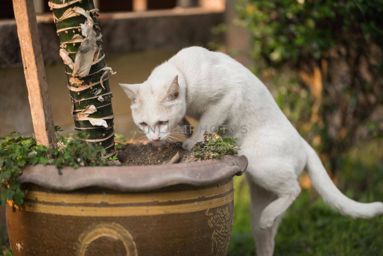 portrait of white cat