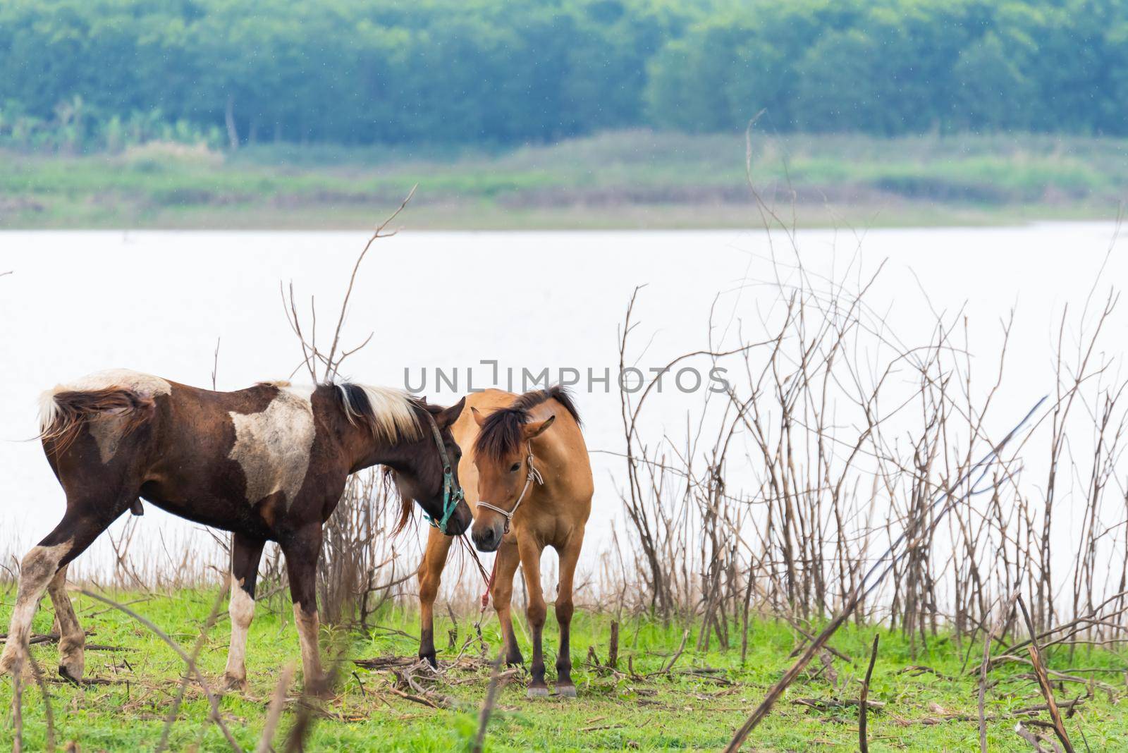horses standing on the grass field by Wmpix