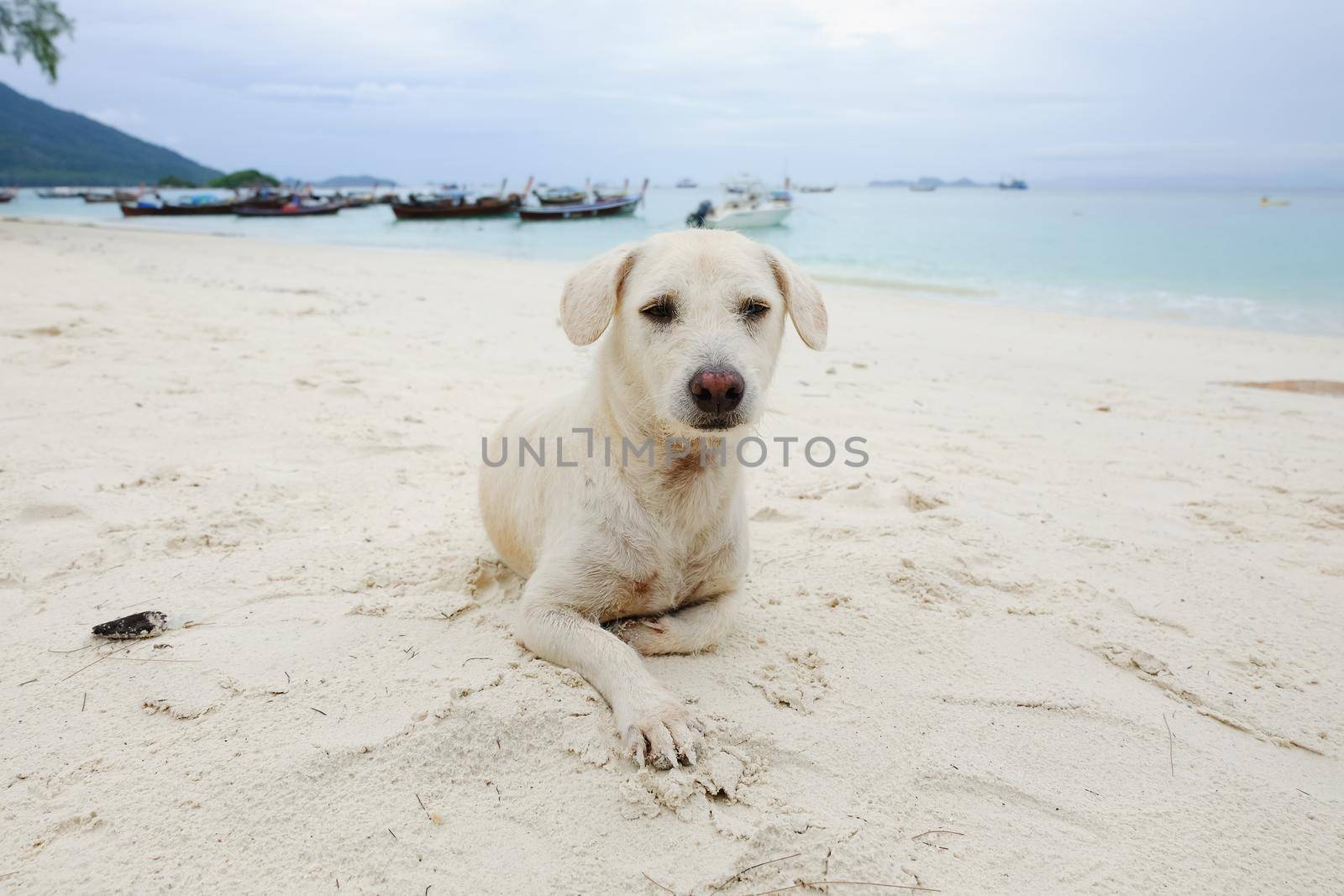 white dog sitting on the beach by Wmpix