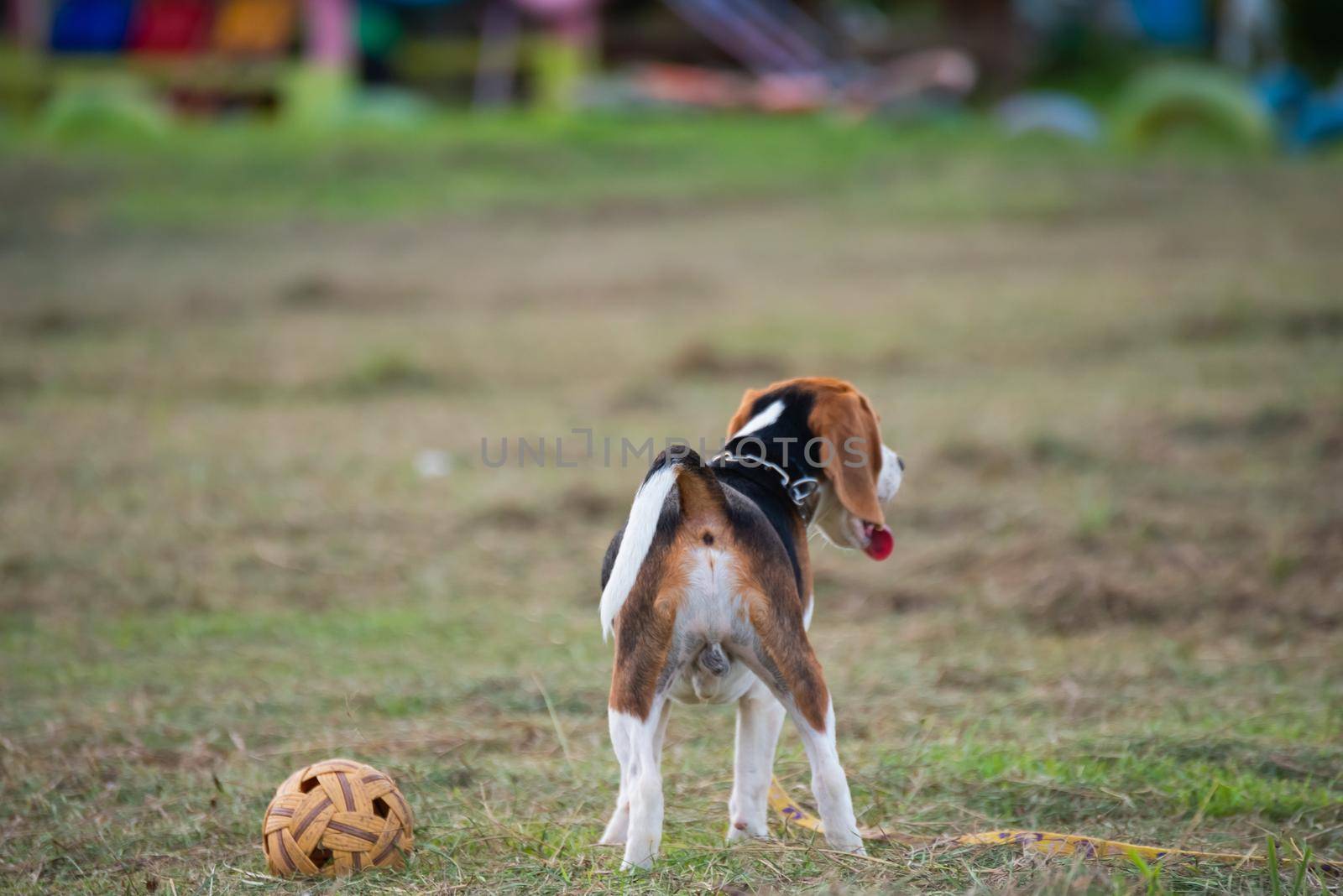 Close up of cute young Beagle playing in field