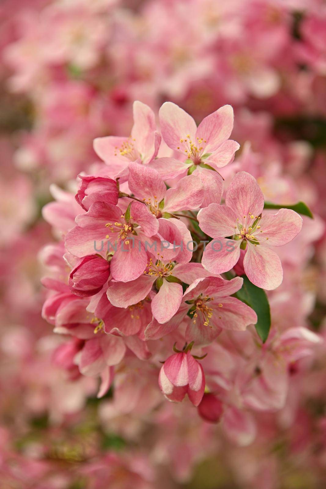 Close up pink Asian wild crabapple tree blossom with leaves over green background with copy space, low angle view
