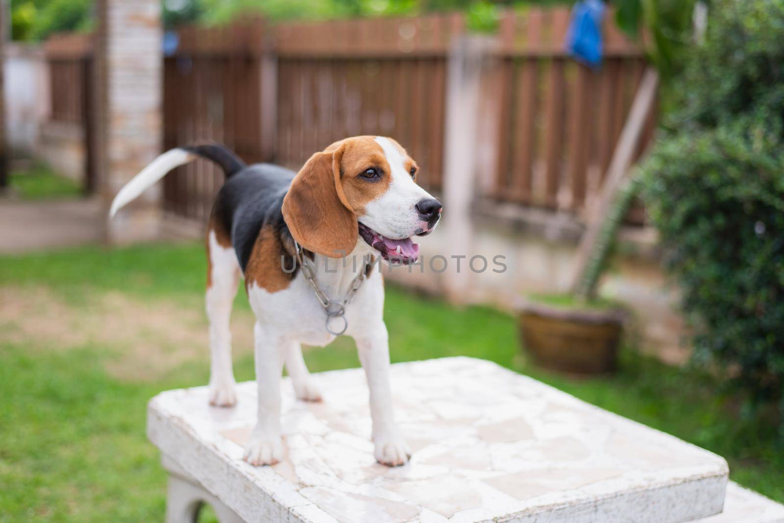 cute beagle on white table by Wmpix