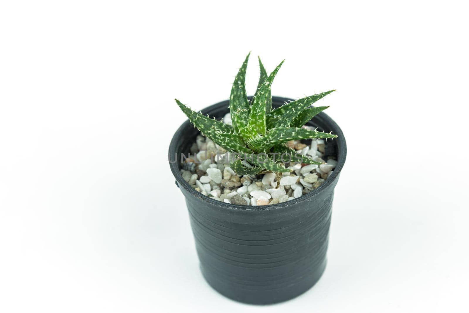 cactus isolated on white background by Wmpix