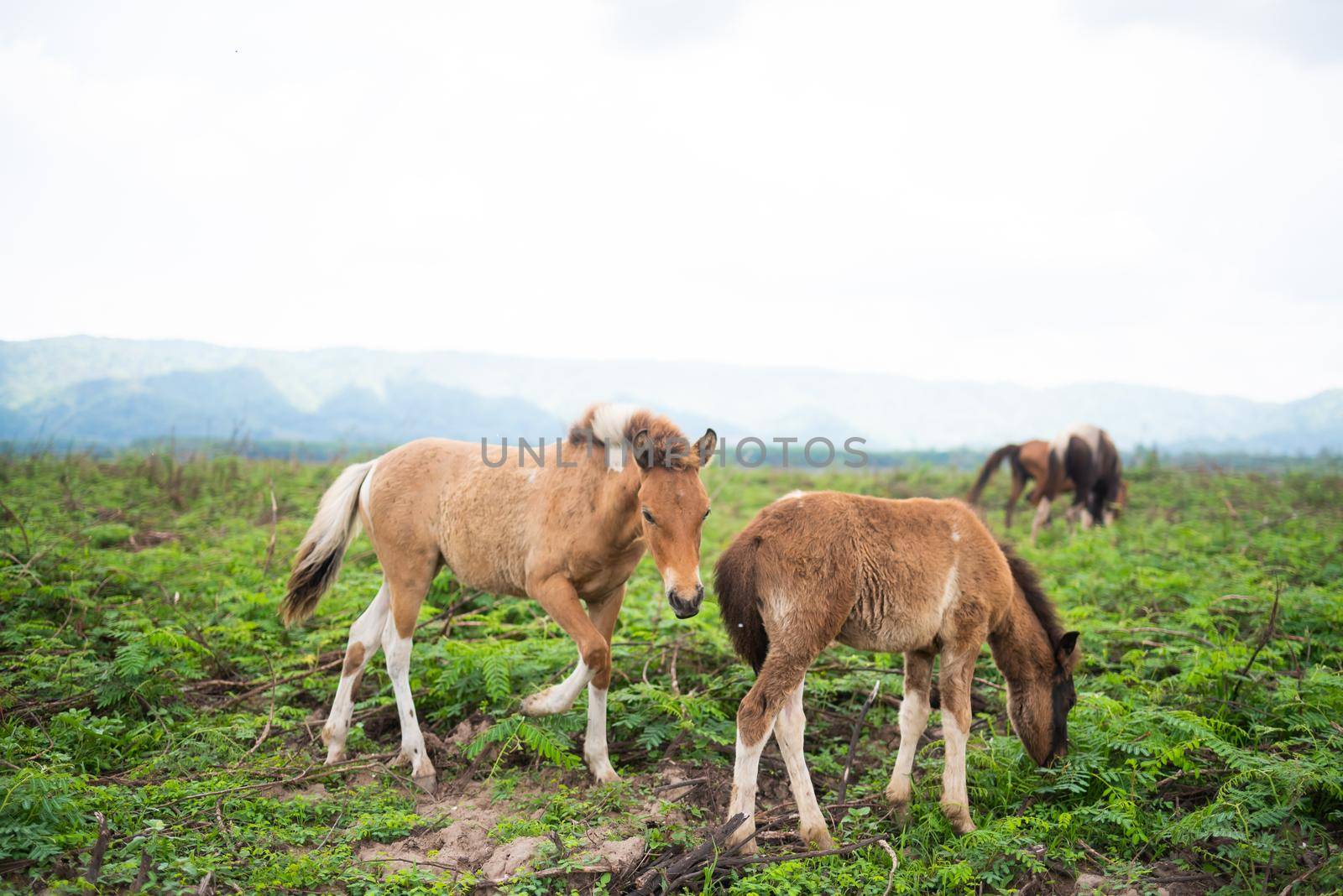 horses standing on the grass field