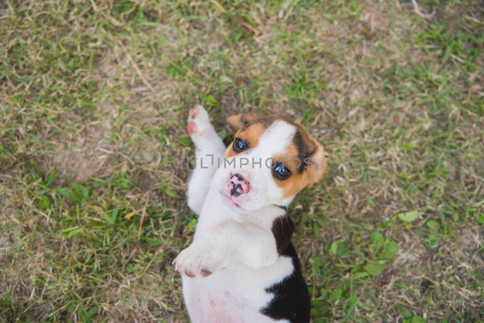 puppy beagle playing on the grass floor
