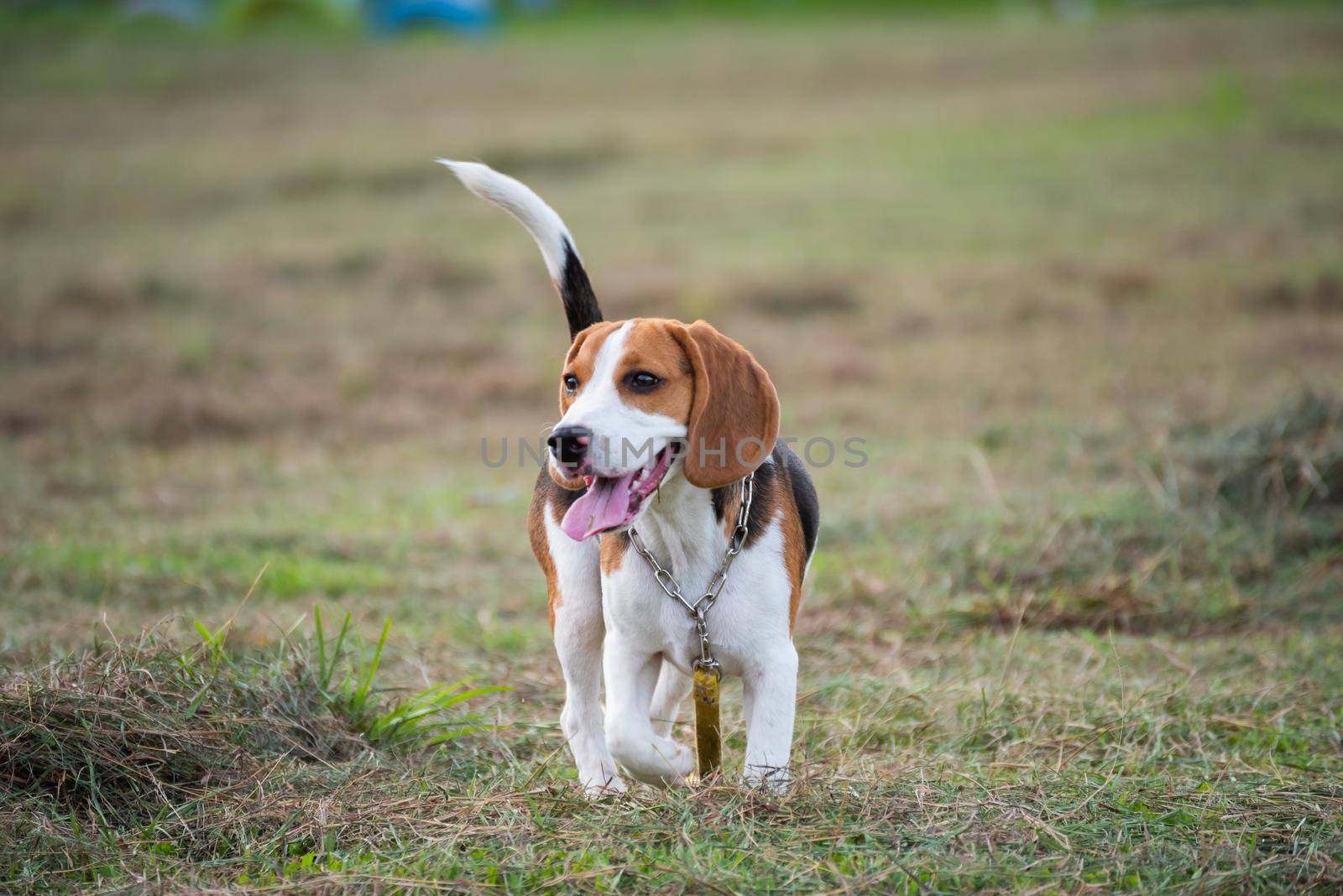 Close up of cute young Beagle playing in field by Wmpix