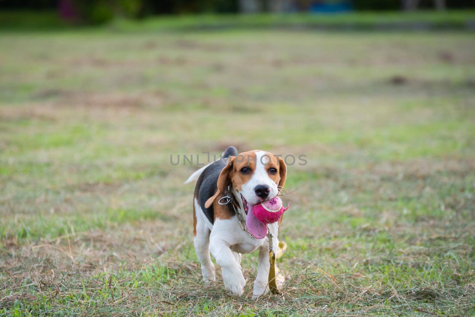 Close up of cute young Beagle playing in field by Wmpix