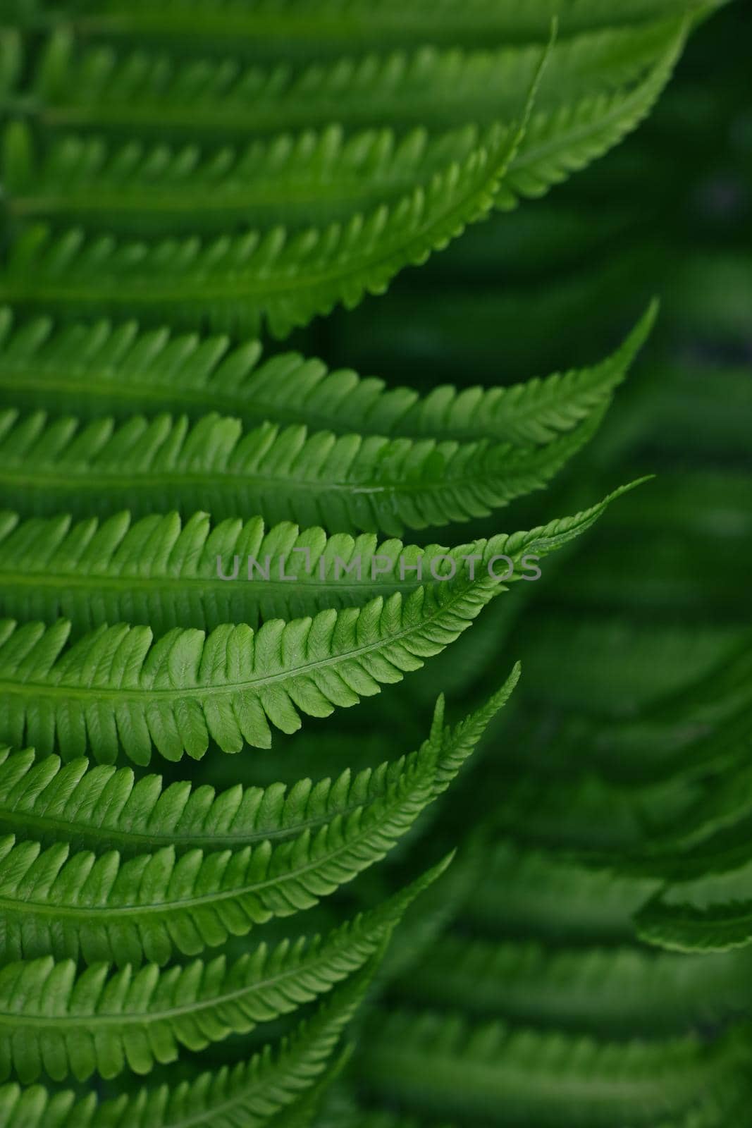 Close up background of fresh spring green fern leaves, high angle view