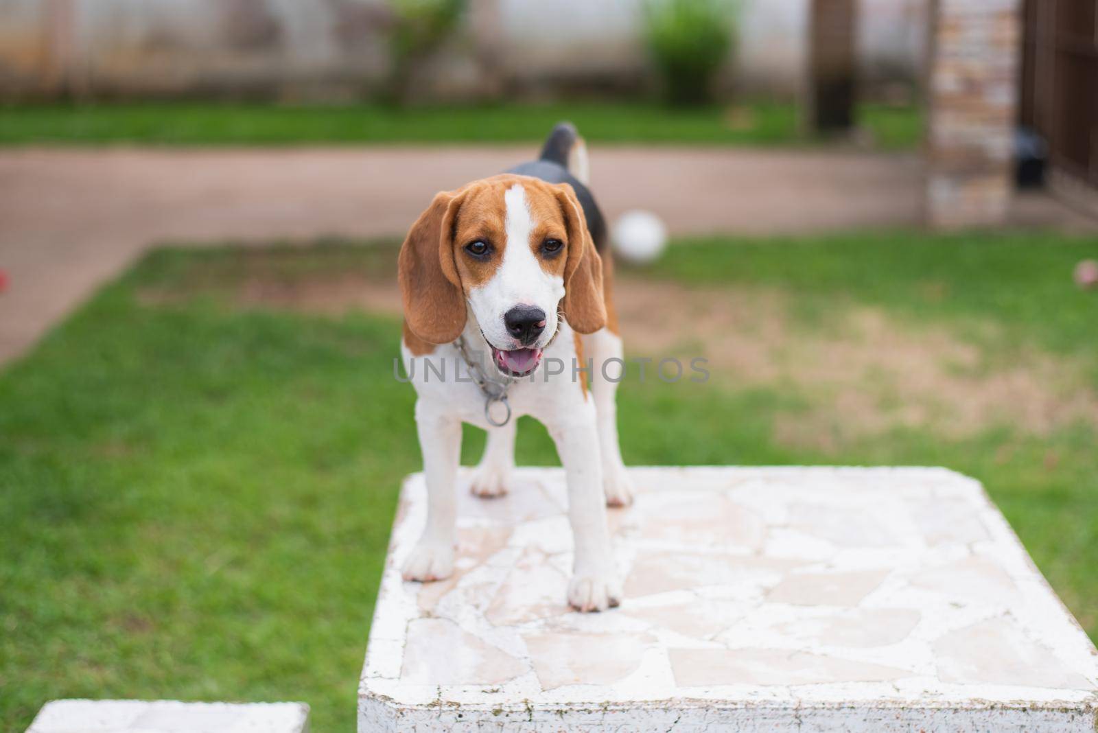 cute beagle on white table