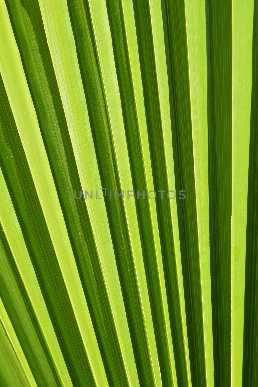 Extreme close up background texture of backlit green palm leaf veins and ribs