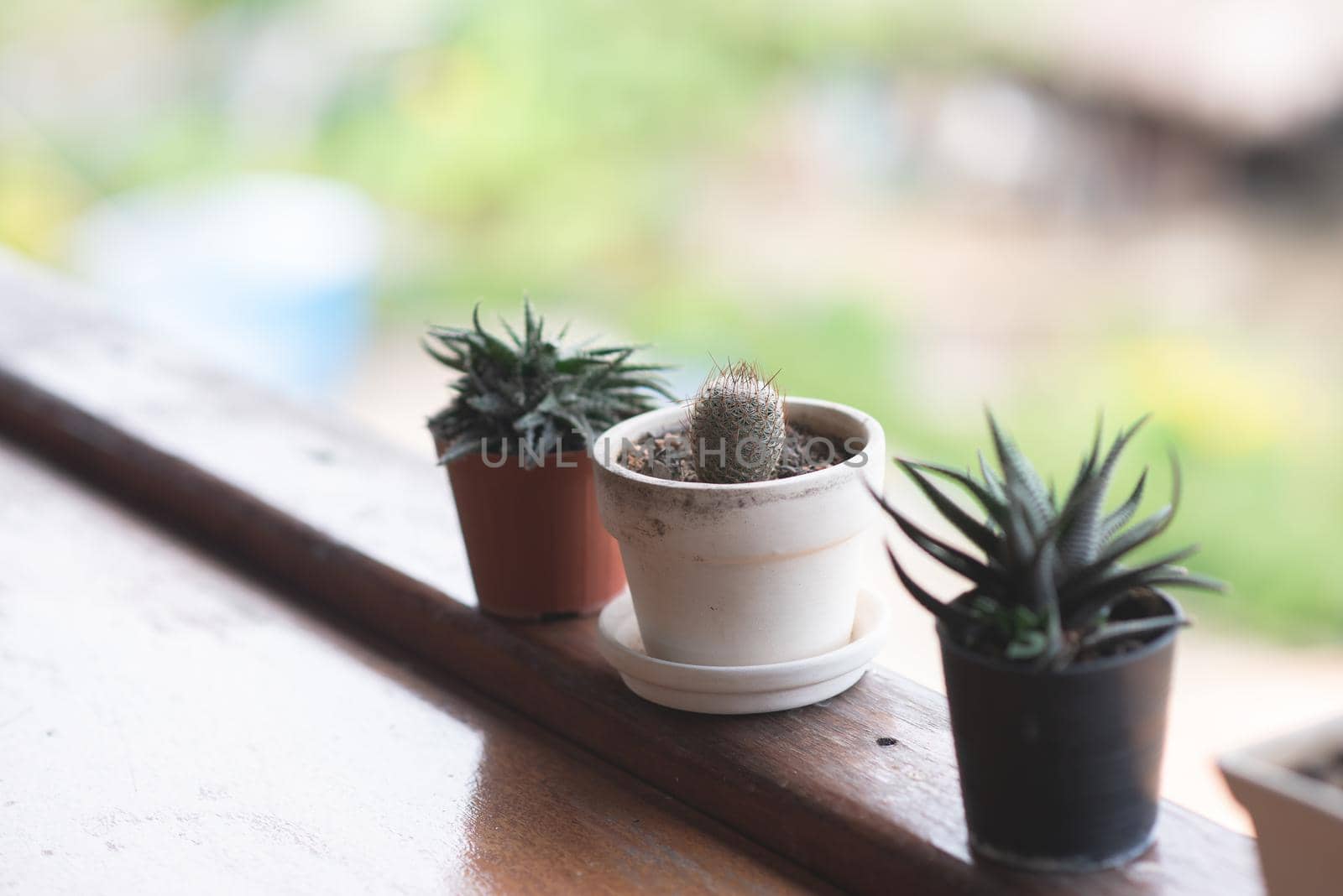 cactus on the wood table