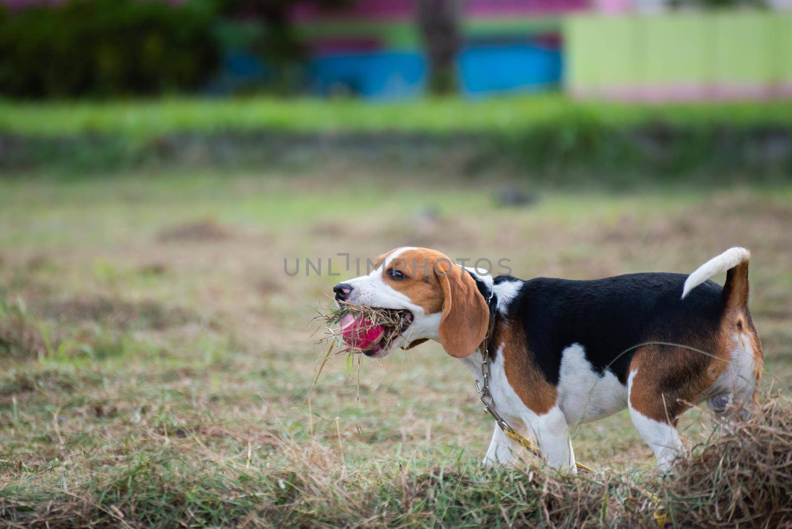 Close up of cute young Beagle playing in field