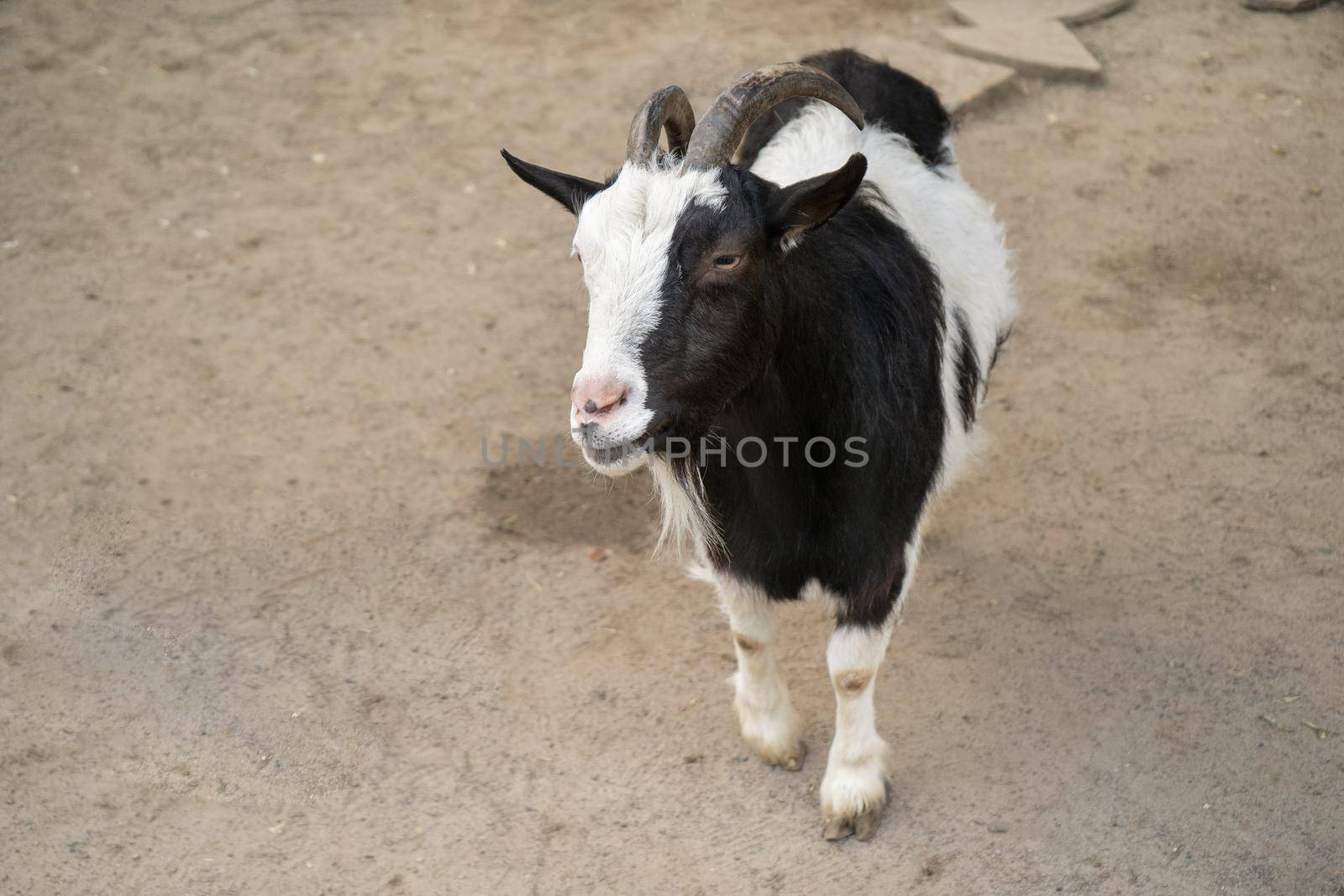 Black and white goat looking at the camera of visiter in zoo park. The begging gaze of an animal waiting to be gorged.