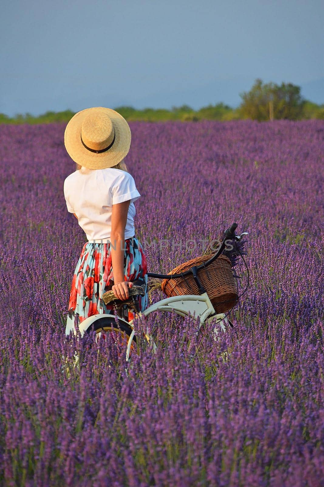 Close up rear view of one young Caucasian woman standing with vintage retro bicycle in blooming purple lavender field and looking away enjoying beautiful landscape, Provence, France